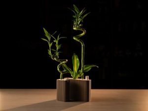Glücksbambus-Vase Aqua mit Füllstandsanzeige